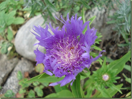 Stokesia laevis